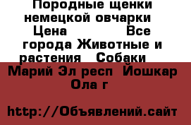 Породные щенки немецкой овчарки › Цена ­ 24 000 - Все города Животные и растения » Собаки   . Марий Эл респ.,Йошкар-Ола г.